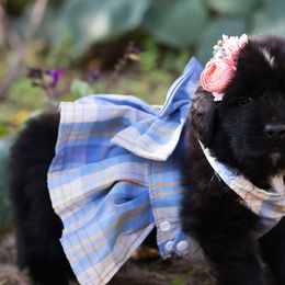 Medusa - Black female Newfoundland puppy in Madison, Wisconsin from Riddle Family Newfoundland