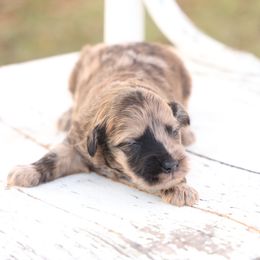 Jingle - Merle male Whoodle puppy in West Bend, Iowa from Blue Skies Terriers