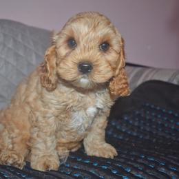 Storm - Red male Cockapoo puppy in Myerstown, Pennsylvania from The Cocker Cingdom
