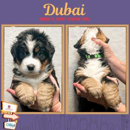 Dubai (Mint Green) - Black rust and white female Bernese Mountain Dog puppy in Boiling Springs, South Carolina from OlliePups, LLC