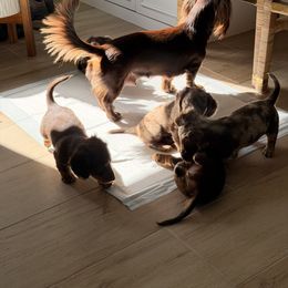 Dachshund Puppies from Andrea Swayne
