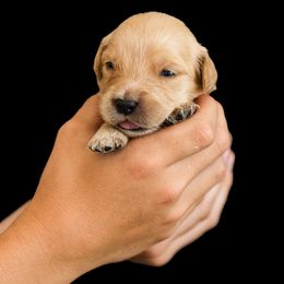 Poppi ( Light pink) - Dark golden female Golden Retriever puppy in Oregon from A Goldens First Love