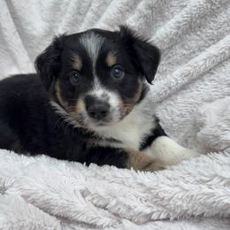 Pumpkin - Black tri female Miniature Australian Shepherd puppy in Murfreesboro, Tennessee from Skye’s Waggin’ Aussies
