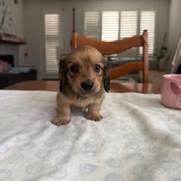 Dachshund puppies from Dawson Creek Doxies