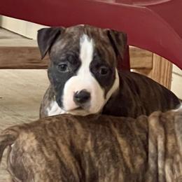Olive Oyl - Black brindle female American Staffordshire Terrier puppy in Marietta, Georgia from Ambition Amstaffs