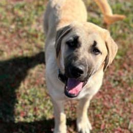 Anatolian Shepherd Dogs from Amerikan Anatolians