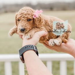 Dachshund, Goldendoodle, and Sheepadoodle Puppies from Doodles & Doxies