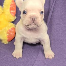 French Bulldog Puppies from MiAdorableFrenchies