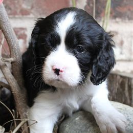 Companion Crosses from Signature Spaniels