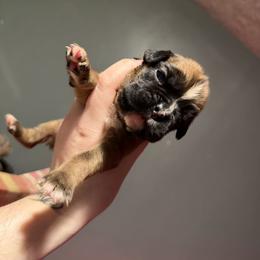 Yellow - Fawn female Boxer puppy in Louisville, Kentucky from Nelson’s Fancy Frenchies and Bulldogs