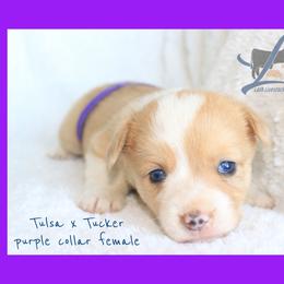 Purple Female - White and red female Pembroke Welsh Corgi puppy in Wayne City, Illinois from Lash Livestock & Corgis