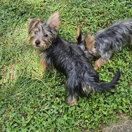 Silky Terrier Puppies from Brawley's Beautiful Babies