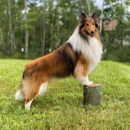 Barbossa - Collie