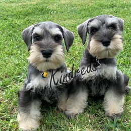 Miniature Schnauzer Puppies from Kindred’s Classic Miniature Schnauzers