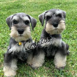 Miniature Schnauzer Puppies from Kindred’s Classic Miniature Schnauzers