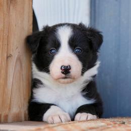 Ziti - Black and white female Border Collie puppy in Lodi, California from R3 Sport Dogs (R3 Goldens/ R3 Border Collies)