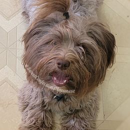 Havanese from Sweet Confections Havanese