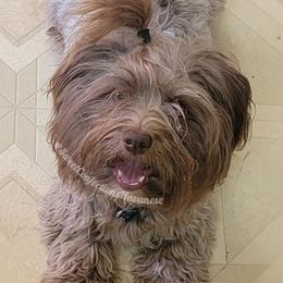 Havanese from Sweet Confections Havanese