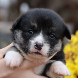 Grizzly - Black and tan male Pembroke Welsh Corgi puppy in Pollock, Missouri from Northstar