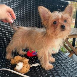 Angelina - Gold female Yorkshire Terrier puppy in Cape Coral, Florida from Katherine’s Yorkies and Poodles