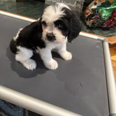 Brown - Black and white female Saint Berdoodle puppy in Walbridge, Ohio from Jeff's St Berdoodles