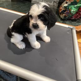 Brown - Black and white female Saint Berdoodle puppy in Walbridge, Ohio from Jeff's St Berdoodles