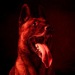 METAL - Belgian Malinois