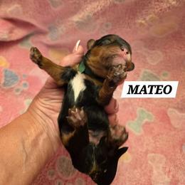 Mateo - Black and tan male Cavalier King Charles Spaniel puppy in Lehi, Utah from Angels and Nobility Cavaliers