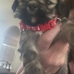 Akc Girl 1 red collar girl - Grizzle male Lhasa Apso puppy in Chico, California from Lhasa Apsos of northern Ca . Biewer terriers of northern California