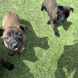 Boy 3 - Belgian Malinois puppy in Arizona from The Malagator House