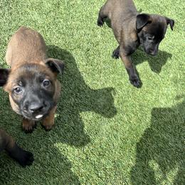 Boy 3 - Belgian Malinois puppy in Arizona from The Malagator House