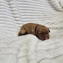 Black Collar - Male - Yellow male Labrador Retriever puppy in Boyd, Minnesota from Lindley Labradors