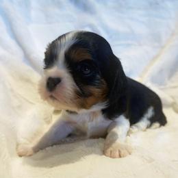 Male - Tri-color male Cavalier King Charles Spaniel puppy in Lewiston, Utah from Country Pups Cavaliers