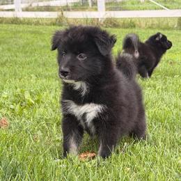 Ranger - male Nenets Herding Laika puppy in Rockville, Maryland from Skais the Limit