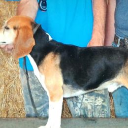 Beagles from Touchstone Beagles