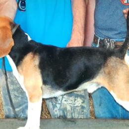 Beagles from Touchstone Beagles