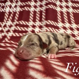 Figgy - Red merle male Miniature Australian Shepherd puppy in Corpus Christi, Texas from Elite Miniature Australian Shepherds