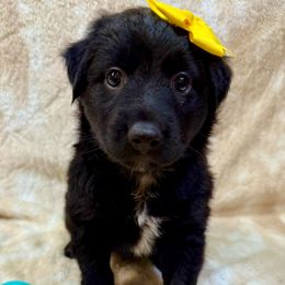 Celeste - Black & white female Australian Shepherd puppy in Az, Yuma, Arizona from The Southern Dog