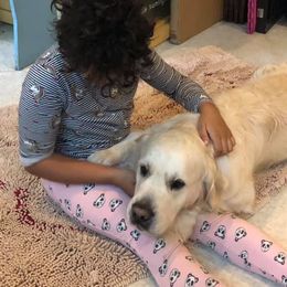 Golden Retriever Puppies from West Coast Cream Goldens