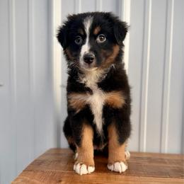 Stella - Black tri female Miniature American Shepherd puppy in Clinton, Missouri from Mockingbirds American Minis