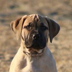 Rainbow - Fawn female Boerboel puppy in Wasilla, Alaska from Northland Boerboels