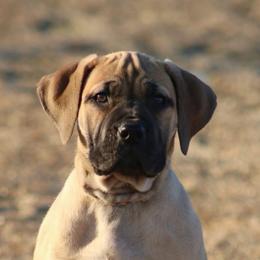 Rainbow - Fawn female Boerboel puppy in Wasilla, Alaska from Northland Boerboels