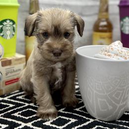 Miniature Schnauzer Puppies from Schnauzers on Robinson Lane