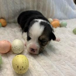 Teal Collar - Black and tan female Pembroke Welsh Corgi puppy in Abingdon, Virginia from Em-K Kennels