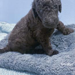 Yellow - Black female Poodle puppy in Louisville, Kentucky from Borealis Poodles
