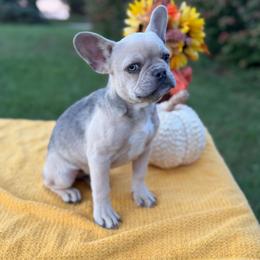 Princess - Cream female French Bulldog puppy in Hopkins, Missouri from Mowry Creek Mini Aussiedoodles and More