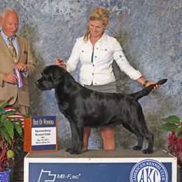 Yeager - Labrador Retriever