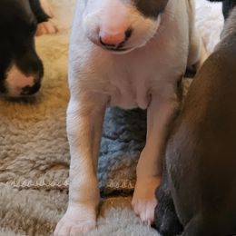 Boy 3 - male Italian Greyhound puppy in Phillips, Maine from Maplewood Italian Greyhounds