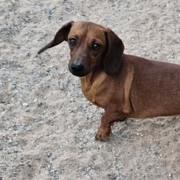 Gidget - Dachshund