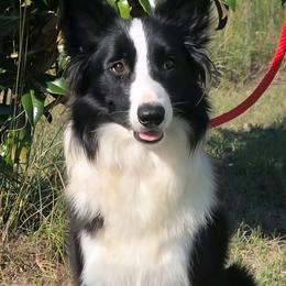 Pinky - Border Collie
